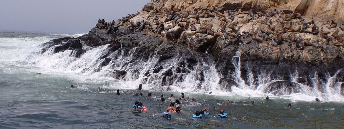Islas Palomino - Nadando con lobos marinos  en Lima